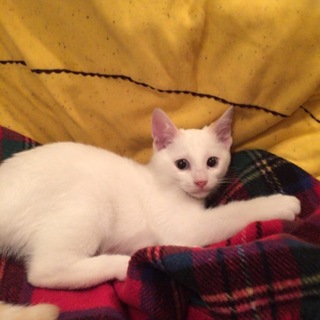 遊び好きで兄弟仲良し可愛い子猫の兄弟