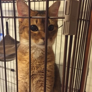 飼えなくなってしまいました