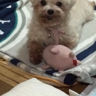 マルチーズ6歳女の子