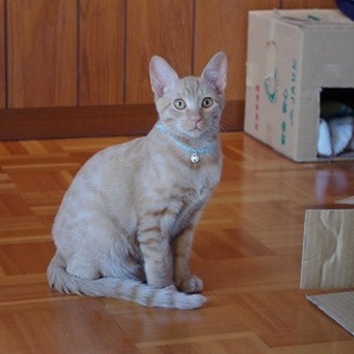 ★近畿★生後6ヶ月くらい　茶トラ♂  「恋太郎」　