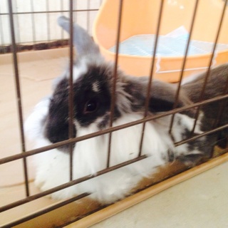 ウサギの里親募集