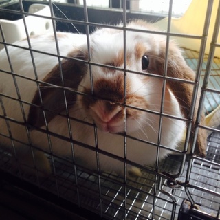 ウサギの里親募集