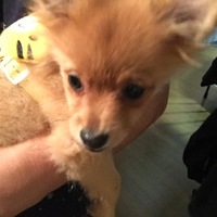 ほの