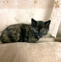 子猫ちゃん