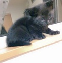 子猫ちゃん