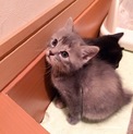 子猫ちゃん