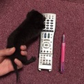 人懐っこい黒猫ちゃんです！！