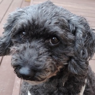 トイレ・社会性・性格バッチリ飼いやすい最高の　黒豆