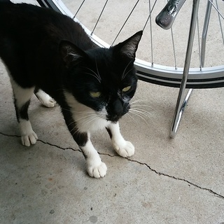 助けてください！！（一時停止）