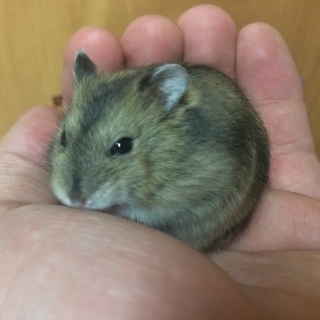 10/3(土) 生まれ、ジャンガリアン ♂