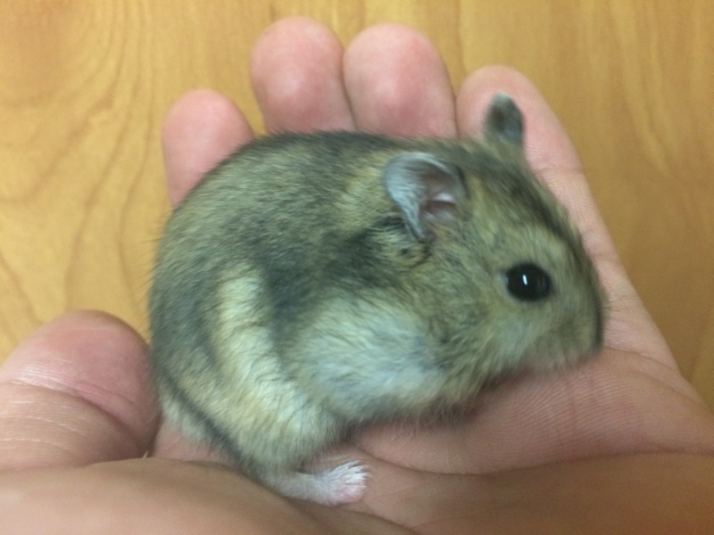 10/3(土) 生まれ、ジャンガリアン ♂ サムネイル2