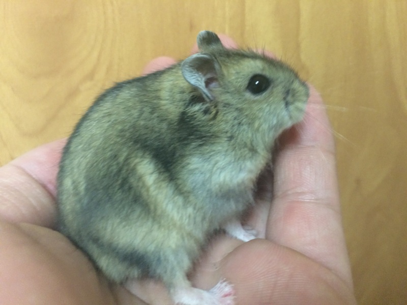 10/3(土) 生まれ、ジャンガリアン ♂ サムネイル3