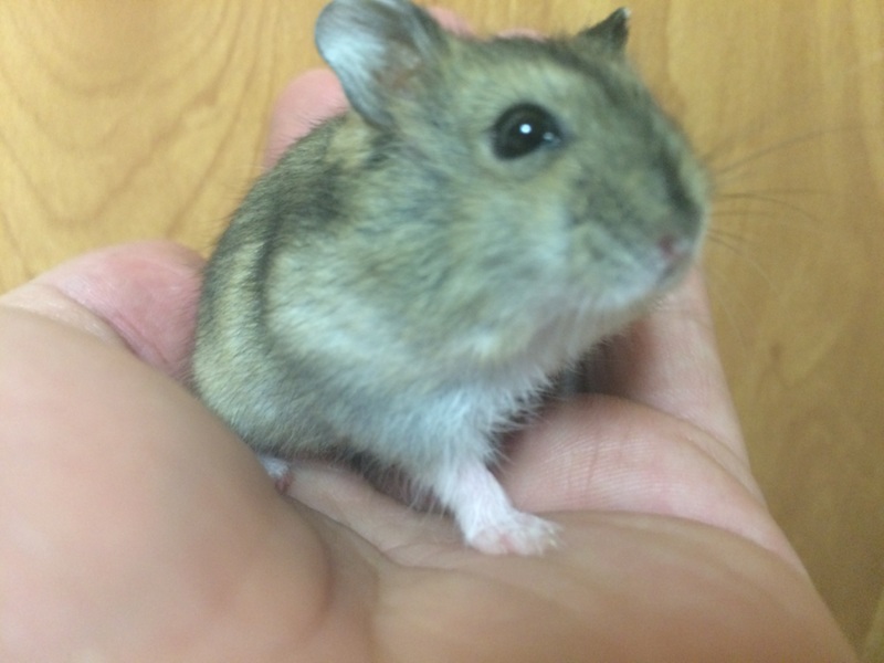 10/3(土) 生まれ、ジャンガリアン ♂ サムネイル4