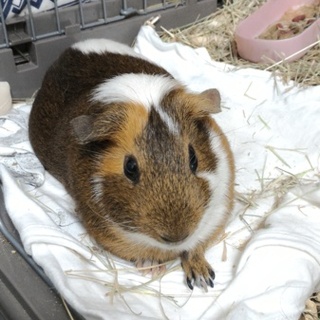 元気な男の子です