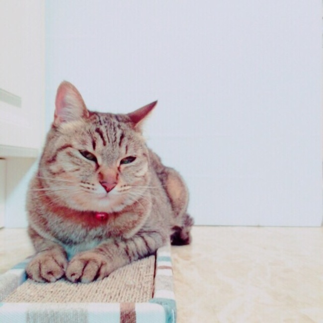 3匹の猫ママのカバー写真