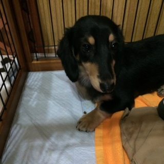 ミニチュアダックス3歳女の子