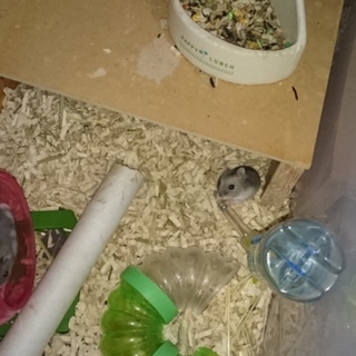 ジャンガリアンの子供託さん生まれました。