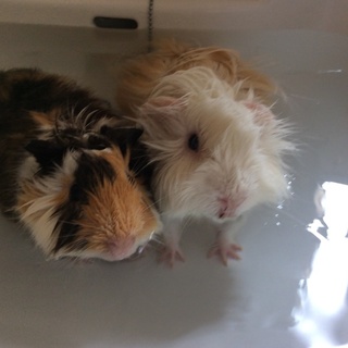 ありがとうございました