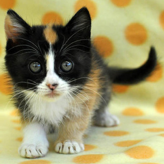 頭の模様に個性を発揮★ぱんだちゃん