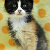 頭の模様に個性を発揮★ぱんだちゃん サムネイル6