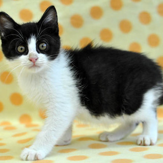 ザ・黒白　その名は「うし」