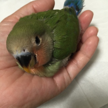 平成27年１０月２９日生まれて１ヶ月*\(^o^)/*