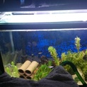 60cm水槽一式+熱帯魚を譲ります