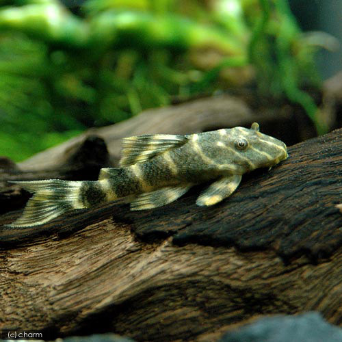 60cm水槽一式+熱帯魚...」高知県 - 熱帯魚・観賞魚の里親募集(89779) 3 