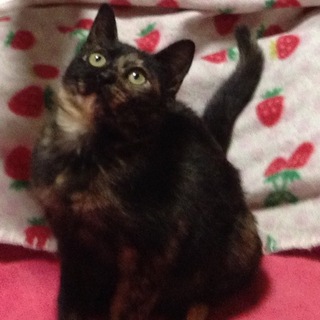 可愛いるる♪抱っこするとゴロゴロと甘えます♡