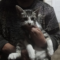 ３か月の可愛い子猫です。