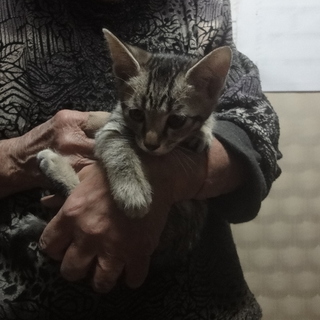 ３か月とても可愛い子猫です