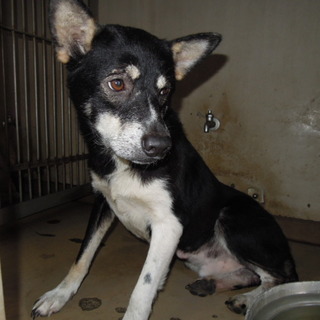 緊急募集！！小ぶりな中型男の子です