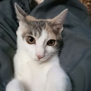 ★近畿★生後3ヶ月くらい　パステル三毛♀