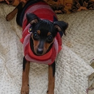 ミニピン（メス）生後３か月