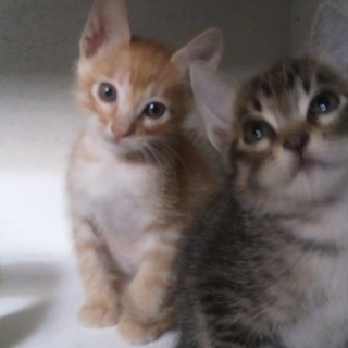 里親決定しました！