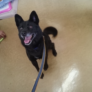 ２年以上保健所に収容されていた甲斐犬☆里親急募