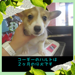 コーギー子犬のハルト君は2か月の男の子です。