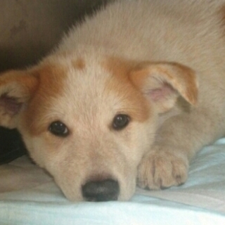 大型犬仔犬　♡男の子里親募集