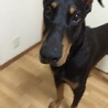 大事に育てて下さる方募集 サムネイル4