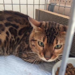 優しい里親さん募集します