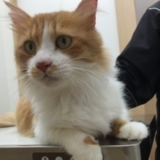 成猫☆人懐こい☆幸せになりたいにゃん☆中毛