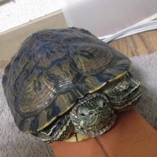 ミドリガメ（名前：ヨモギ）