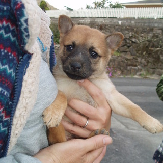 ゴン造顔ですが女の子です