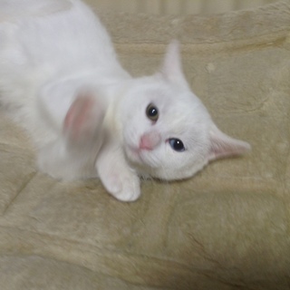 【保護しています】可愛い金目銀目の白の女の子　