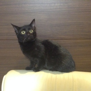 【保護しています】可愛い黒の女の子