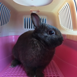 優しそうな里親さんが決まりました！