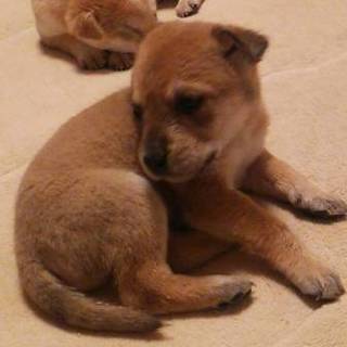 (検討中新規募集一旦中止)家族になって下さい