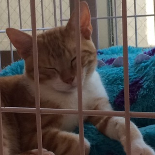 マンチカン（オス）足長募集中