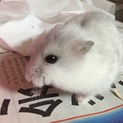 交渉中！ジャンガリアンハムスター☆用品もお譲