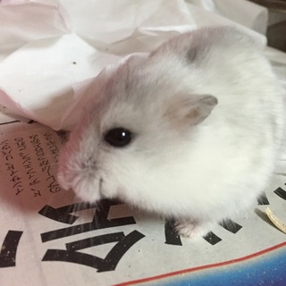 交渉中！ジャンガリアンハムスター☆用品もお譲